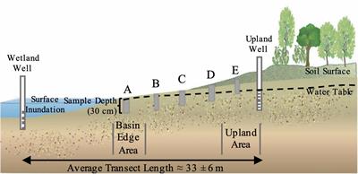 Hydrological Conditions Influence Soil and Methane-Cycling Microbial Populations in Seasonally Saturated Wetlands